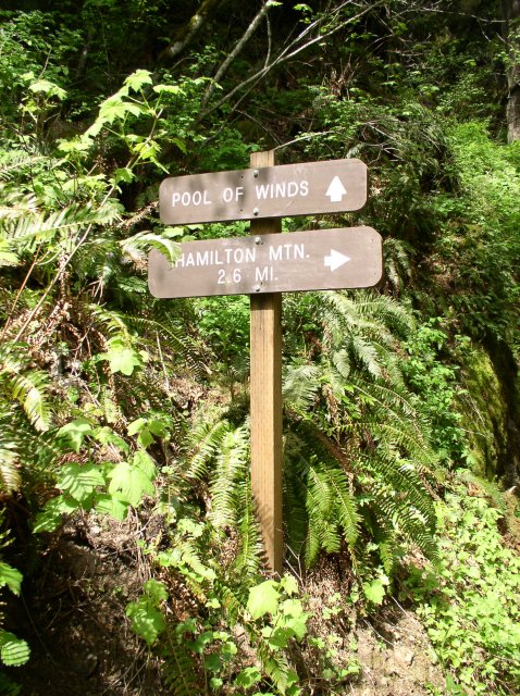 4.30.06 Hamilton Mountain 026 